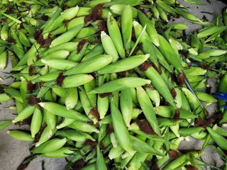 김진숙님의 5월 농사계획 공유하기 · 참여글 작성글 사진