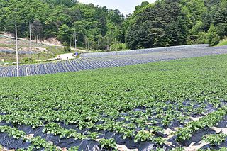 김진숙님의 5월 농사계획 공유하기 · 참여글 작성글 사진