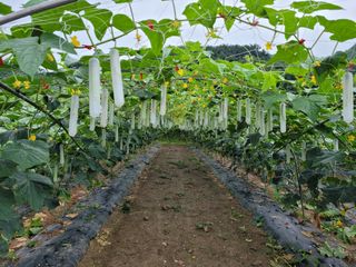 김진숙님의 5월 농사계획 공유하기 · 참여글 작성글 사진