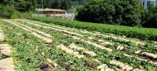 김진숙님의 5월 농사계획 공유하기 · 참여글 작성글 사진