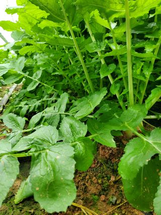 청양고추30914님의 기타작물 · 영농일지 작성글 사진