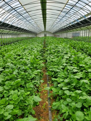 청양고추30914님의 기타작물 · 영농일지 작성글 사진