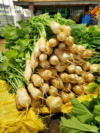 청양고추30914님의 기타작물 · 영농일지 작성글 사진