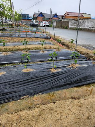 진기섭님의 5월 농사계획 공유하기 · 참여글 작성글 사진