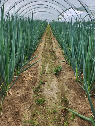 진기섭님의 5월 농사계획 공유하기 · 참여글 작성글 사진
