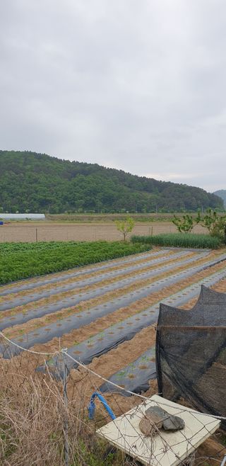 작은농원님의 자유주제 · 자유게시판 작성글 사진
