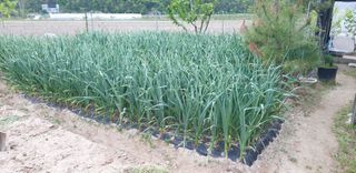 작은농원님의 자유주제 · 자유게시판 작성글 사진