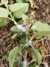 팜모닝 사과·병해충상담 게시글 이미지