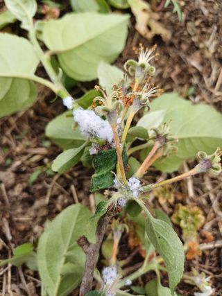 왕자두님의 사과 · 병해충상담 작성글 사진