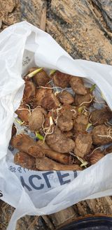 팜모닝 기타작물·자유게시판 게시글 이미지