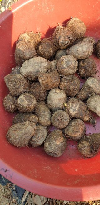 청림구관효님의 기타작물 · 자유게시판 작성글 사진