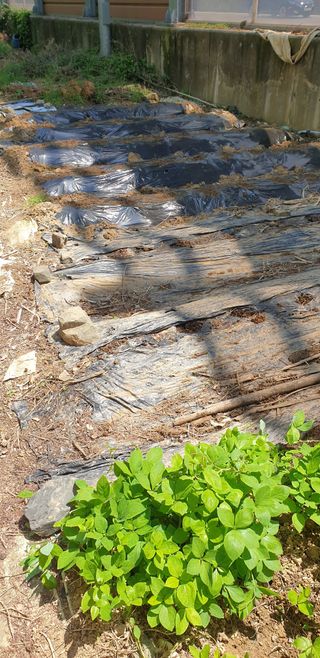 청림구관효님의 기타작물 · 자유게시판 작성글 사진