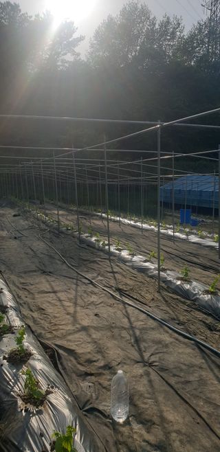 밤가시 여주농장님의 자유주제 · 자유게시판 작성글 사진