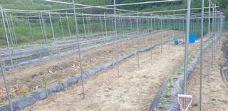 밤가시 여주농장님의 자유주제 · 자유게시판 작성글 사진