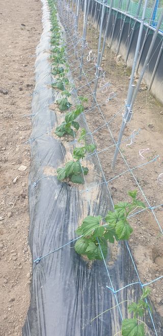 밤가시 여주농장님의 자유주제 · 자유게시판 작성글 사진