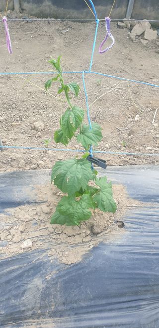 밤가시 여주농장님의 자유주제 · 자유게시판 작성글 사진