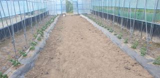 밤가시 여주농장님의 자유주제 · 자유게시판 작성글 사진