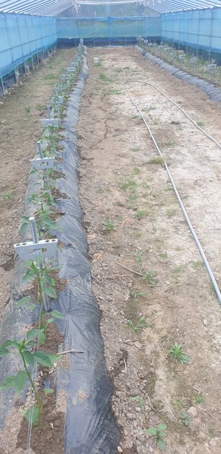 밤가시 여주농장님의 자유주제 · 자유게시판 작성글 사진