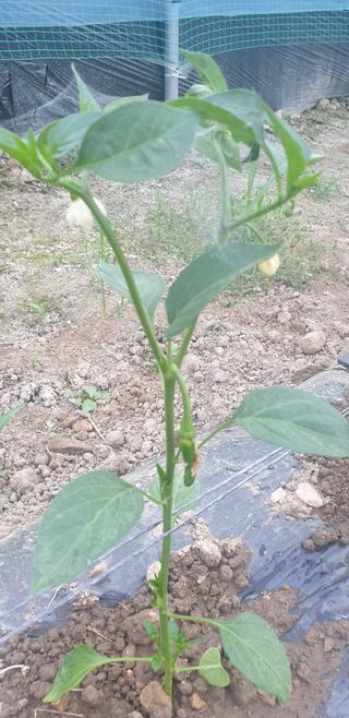 밤가시 여주농장님의 자유주제 · 자유게시판 작성글 사진