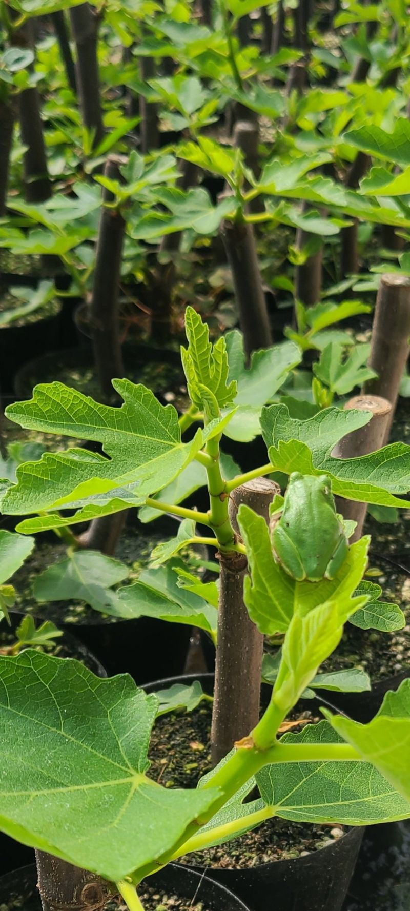 태경님의 장터 판매 상품 [무화과 포트묘목] 첨부 사진