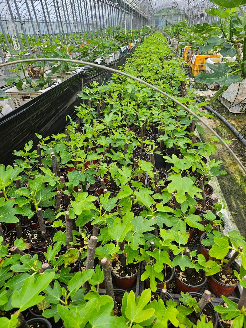 태경님의 장터 판매 상품 [무화과 포트묘목] 첨부 사진