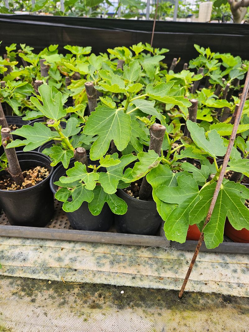 태경님의 장터 판매 상품 [무화과 포트묘목] 첨부 사진