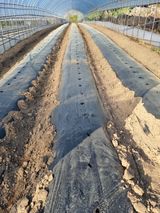 팜모닝 고추·영농일지 게시글 이미지