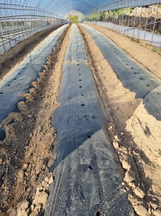 권재하님의 고추 · 영농일지 작성글 사진