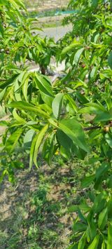 팜모닝 복숭아·영농일지 게시글 이미지