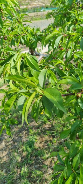 황금독수리님의 복숭아 · 영농일지 작성글 사진