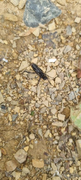 황금독수리님의 복숭아 · 영농일지 작성글 사진