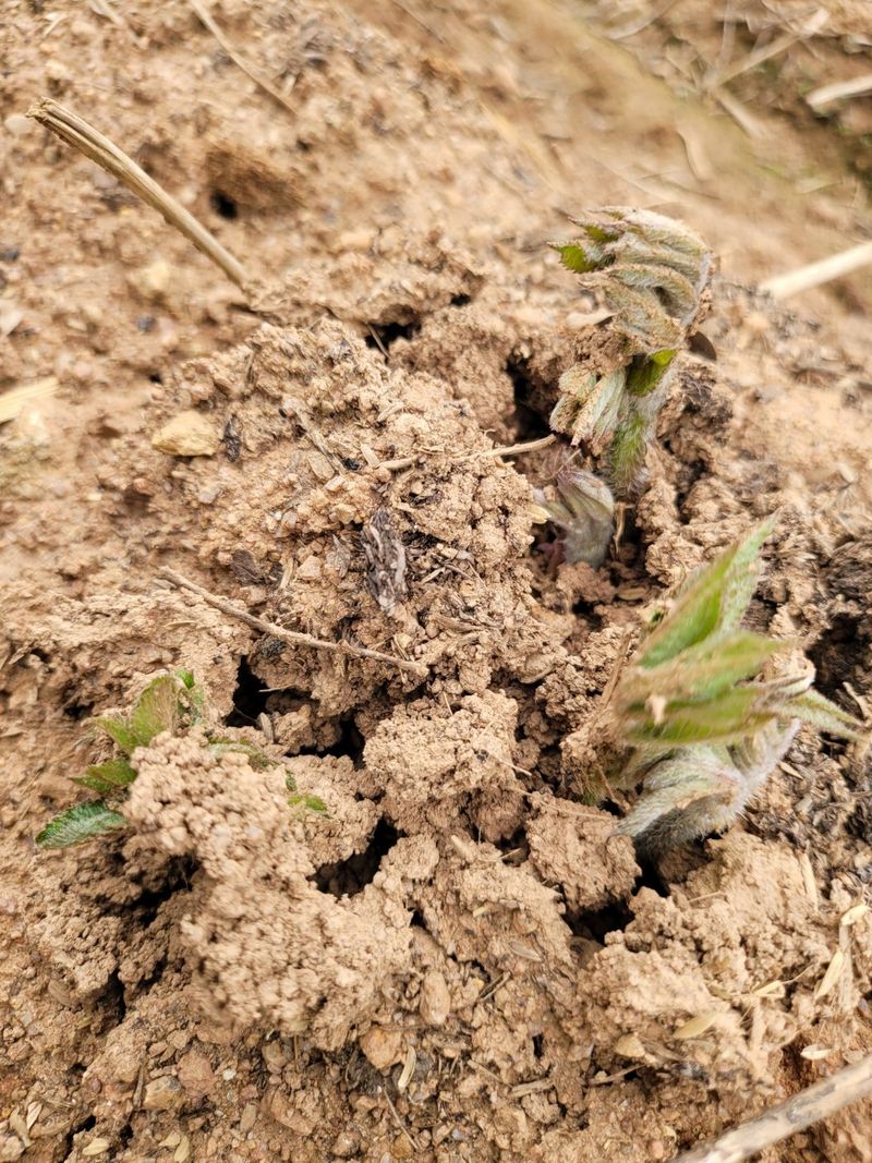 장터 상품 [땅두릅 종근 및 순 ] 썸네일