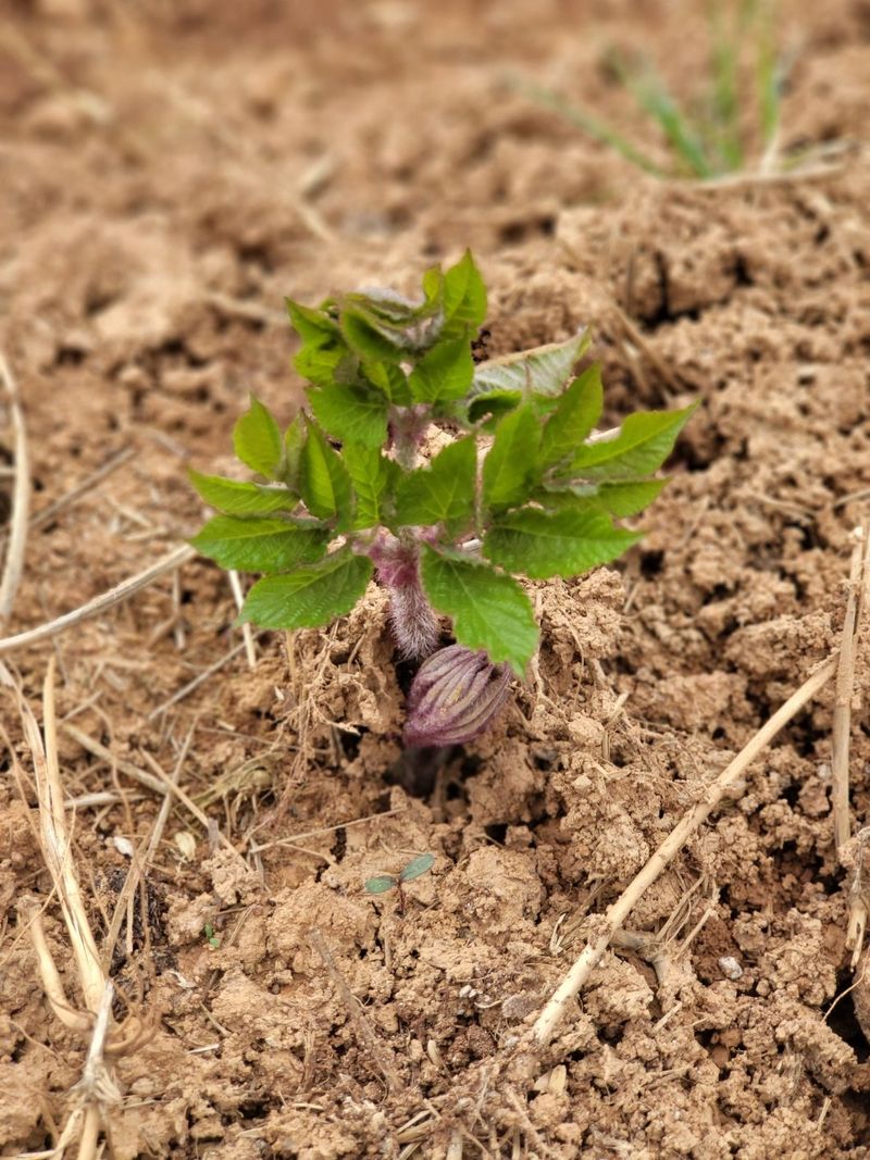 태경님의 장터 판매 상품 [땅두릅 종근 및 순 ] 첨부 사진