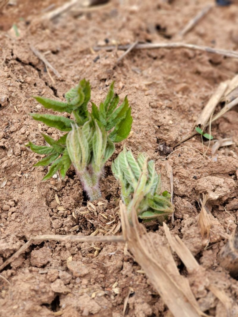 태경님의 장터 판매 상품 [땅두릅 종근 및 순 ] 첨부 사진