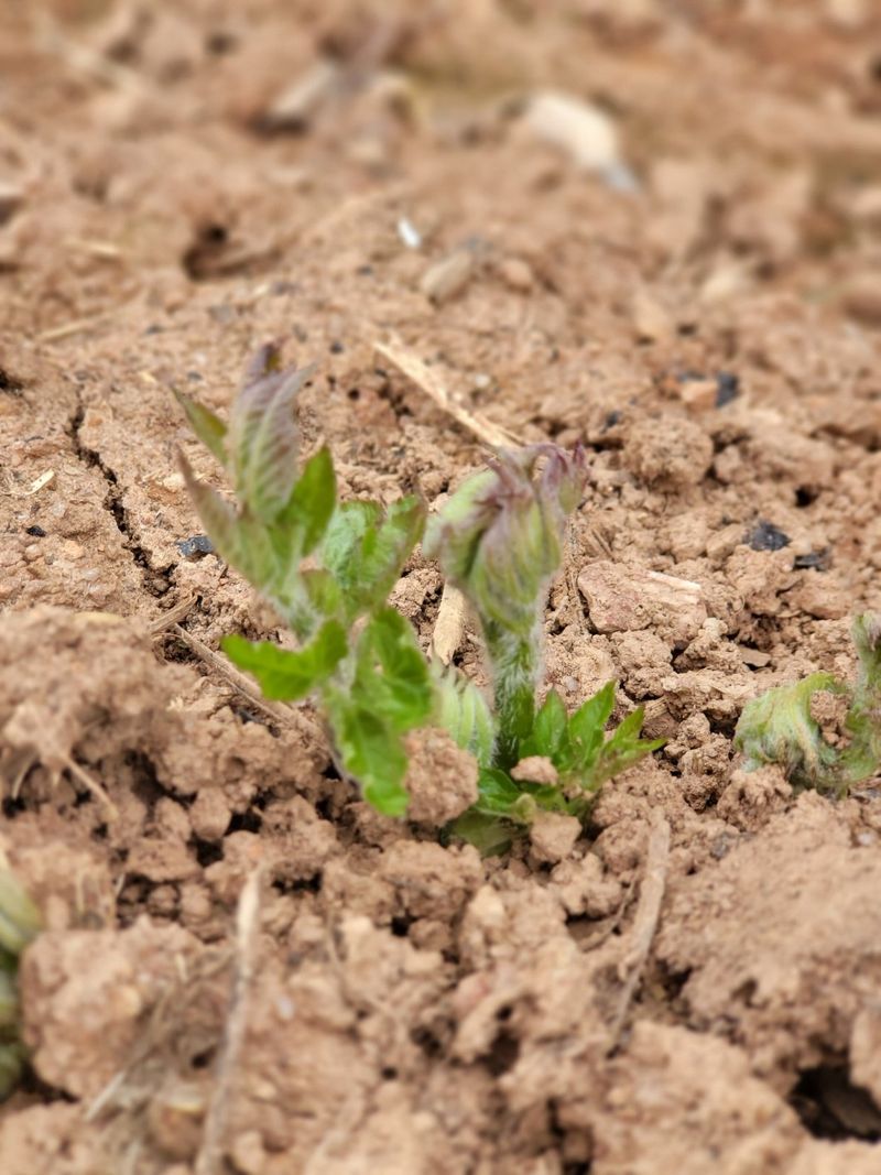 태경님의 장터 판매 상품 [땅두릅 종근 및 순 ] 첨부 사진
