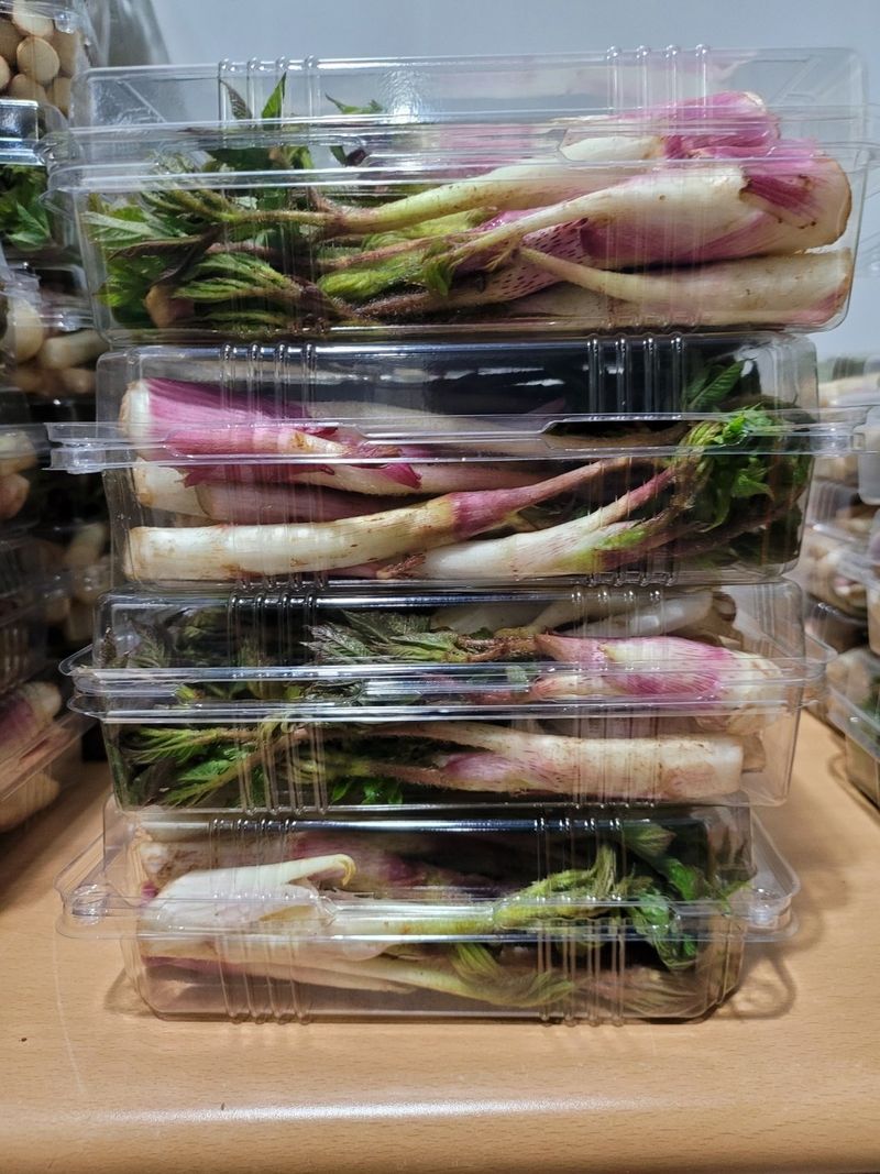 태경님의 장터 판매 상품 [땅두릅 종근 및 순 ] 첨부 사진