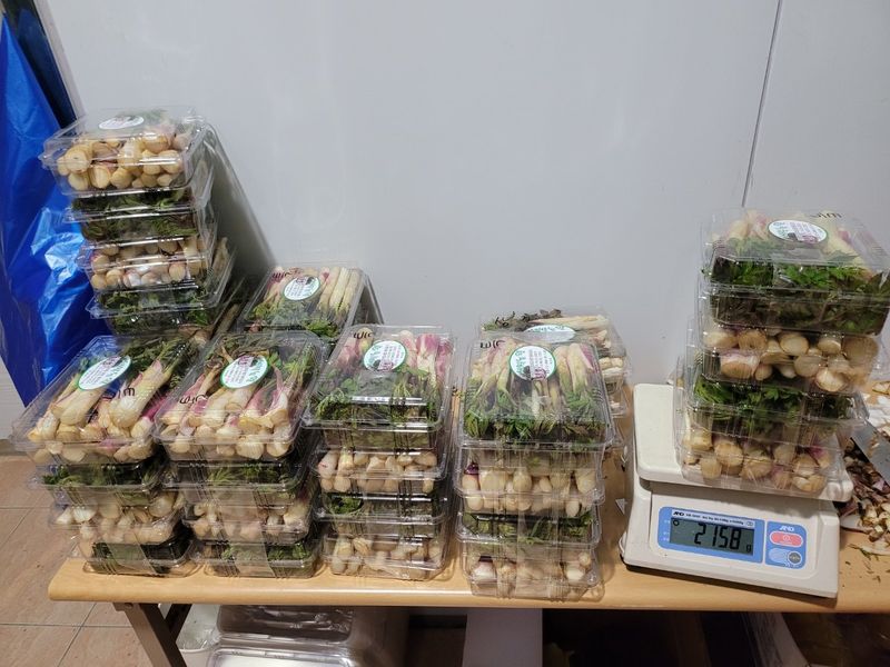 태경님의 장터 판매 상품 [땅두릅 종근 및 순 ] 첨부 사진