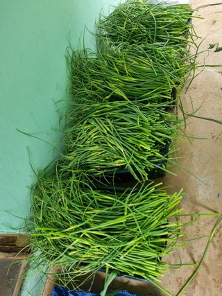 이종규님의 마늘 · 영농일지 작성글 사진