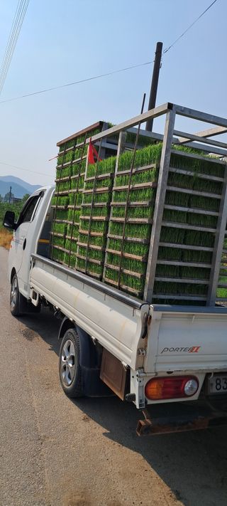 별라님의 벼 · 영농일지 작성글 사진