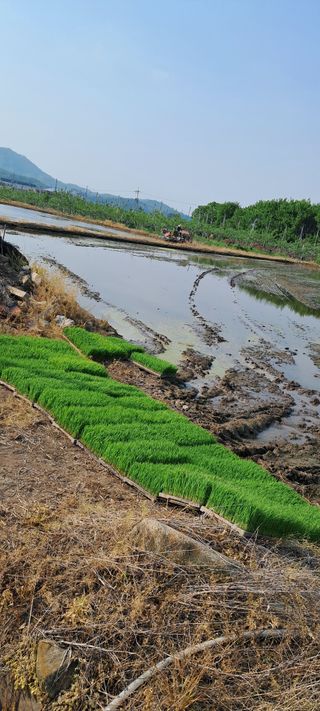 별라님의 벼 · 영농일지 작성글 사진