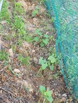 팜모닝 콩·영농일지 게시글 이미지