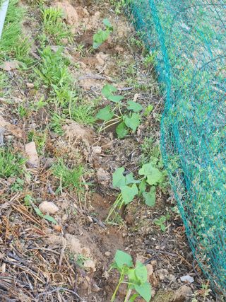 남창농사꾼님의 콩 · 영농일지 작성글 사진