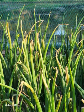 갈매기1마리님의 양파 · 병해충상담 작성글 사진