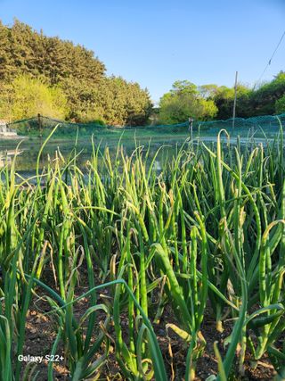 갈매기1마리님의 양파 · 병해충상담 작성글 사진