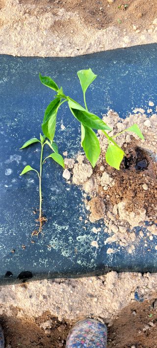 전소연님의 농사, 무엇이든 물어보세요! · 참여글 작성글 사진