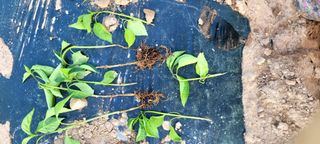 전소연님의 농사, 무엇이든 물어보세요! · 참여글 작성글 사진