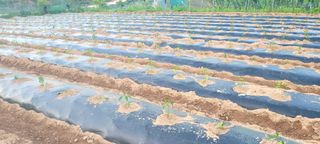 전소연님의 농사, 무엇이든 물어보세요! · 참여글 작성글 사진