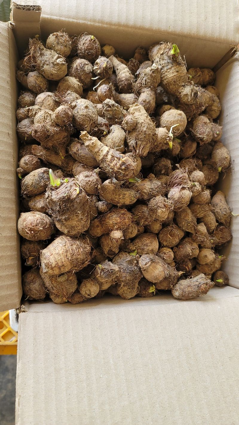 장터 상품 [토란씨 (종자)30알(개)배송비 포함 만원 ] 썸네일