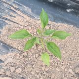 팜모닝 고추·병해충상담 게시글 이미지