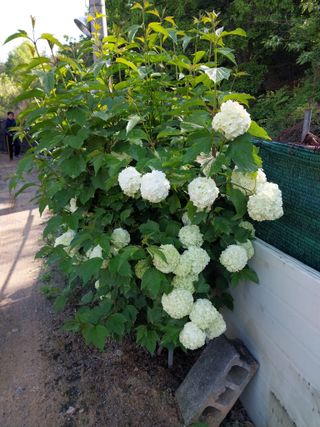 성주 농업인님의 자유주제 · 자유게시판 작성글 사진